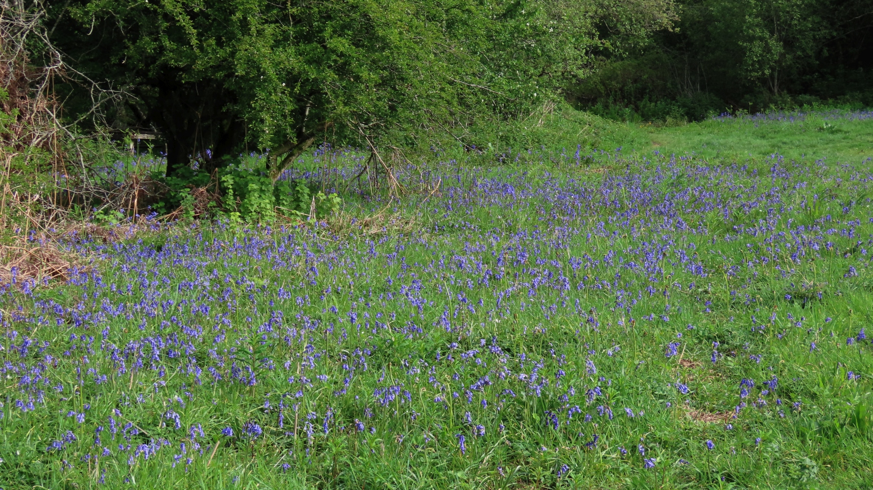 Bluebells